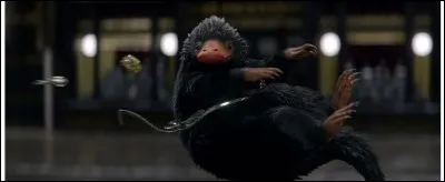 Comment se nomme la deuxième petite créature qui vole tout ce qui brille ?