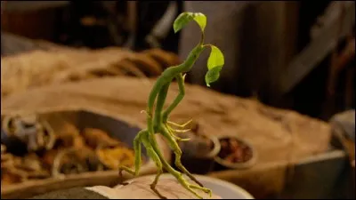 La petite créature que le personnage principal a est un Botruc.
Comment s'appelle-t-il ?