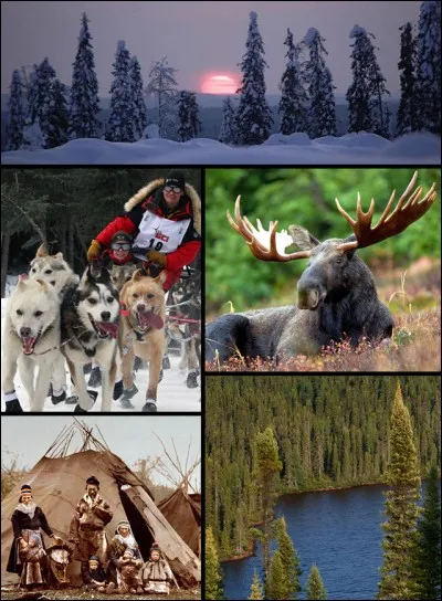 Forêt de conifères appelée forêt boréale :