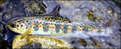 Ce jeune saumon vit ses deux à trois premières années dans les rivières.