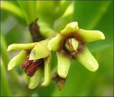 Bananier fournissant cette matière textile aussi appelée chanvre de Manille ou abaca :