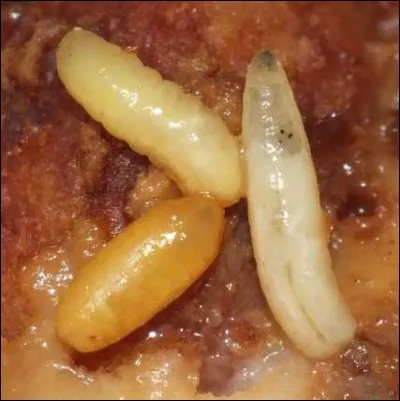 Si vous ne trouvez pas, ne la prenez pas !