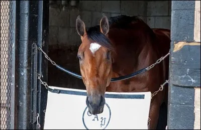 Comment se nomme le fameux cheval à un seul il, qui a participé au Kentucky Derby ?