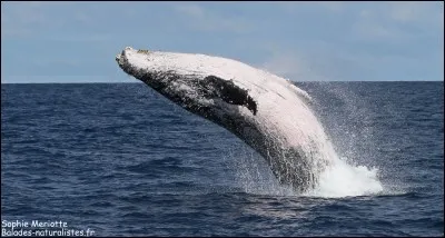 À qui doit-on le roman "Moby dick" ?