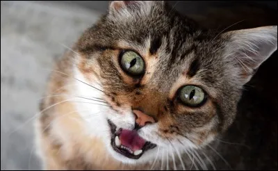 Complétez la phrase avec le verbe au passé antérieur de l'indicatif : "Félix  le chat de la voisine" ?