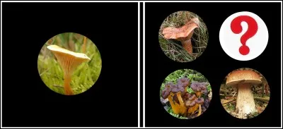 Domino "Les champignons comestibles". Quel est votre choix ?