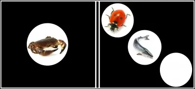 Domino "Ponds des oeufs". Quel est votre choix ?