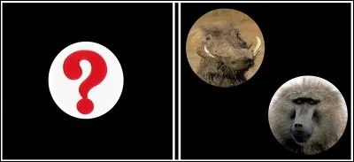 Domino "En Afrique". Quel est votre choix ?