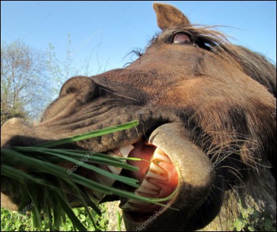 Si un cheval te mord :