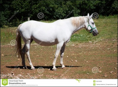 Si tu rencontres un cheval échappé chez toi :