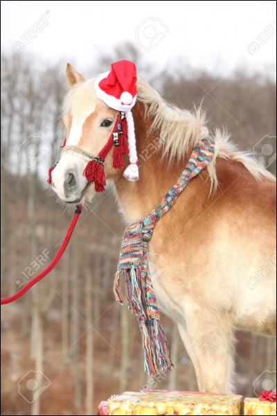 Si tes parents ne veulent pas t'offrir de cheval :