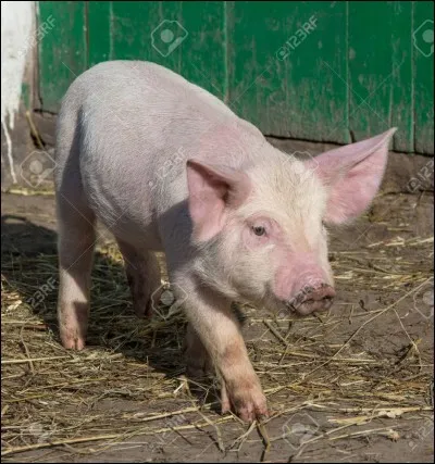 Comment s'appelle cet animal ?