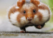Test Quel hamster tes-vous ?