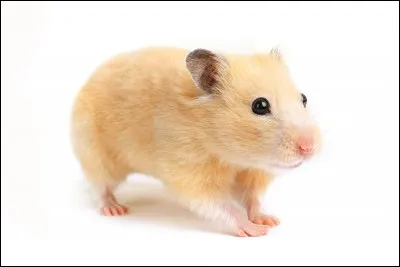 Quelle est la couleur de tes cheveux ?