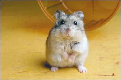 Et pour finir, aimes-tu les hamsters ?