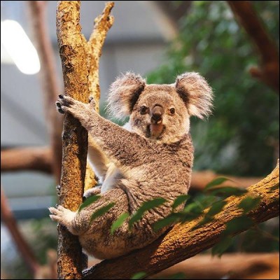 Surnommé le ''paresseux australien'', cet animal se nourrit exclusivement de feuilles d'eucalyptus.Laquelle de ces lettres n'est pas dans son nom ?