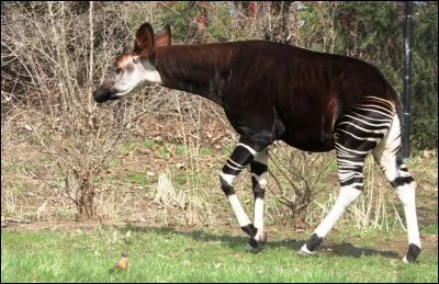 Cet animal, de la même famille que la girafe, ne vit que dans les forêts denses de la République Démocratique du Congo. Son nom est...