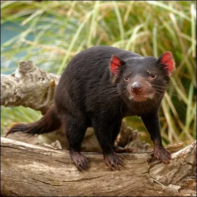 Malgré son apparence et son nom, cet animal endémique de l'île de Tasmanie est timide, méfiant et ne s'attaque à l'homme que s'il se sent menacé. C'est le...