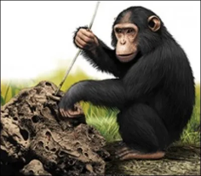 Il est un des rares primates à fabriquer des outils et à s'en servir pour se procurer de la nourriture. Il utilise aussi des plantes médicinales afin de soigner ses maux. C'est le...