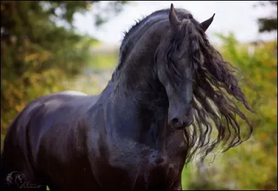 Je suis la seule race survivante des chevaux originaires des Pays-Bas. Les races de poneys britanniques fell et dale descendent de ma race. Je suis un cheval de trait léger, autrefois utilisé dans les champs. Maintenant, je suis utilisé comme cheval de selle. On me surnomme la ''perle noire''. Je suis le...