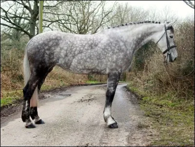 Ma race a été créée par un croisement de pur-sang et de juments irlandaises. Je suis un cheval de travail sollicité pour les travaux agricoles, le trait et la chasse. Je montre une belle énergie, de l'agilité et du courage. Mon tempérament est stable et volontaire. J'adore galoper sur des terrains accidentés. Ma hauteur au garrot est entre 1, 52 m et 1, 72 m. Je suis le...