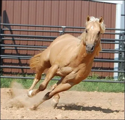 Je viens des États-Unis, et je suis populaire chez les cow-boys. Je suis utile au travail de ranch, et j'ai un caractère doux que j'allie à mes qualités d'athlètes. Je suis connu pour ma rapidité sur un quart de mille. Je suis le...