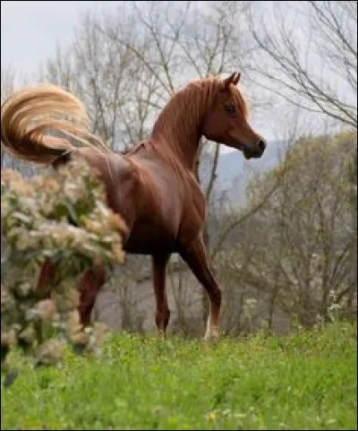 Je suis une race très ancienne, connue pour mon endurance sur de longues distances. Il existe plusieurs variations de ma race, comme le shagya, qui est plus lourd, plus grand et plus fort que ma race originale. Je suis considéré petit à côté d'autres chevaux à sang chaud, et j'ai souvent la queue levée haute, ce qui me rend plus reconnaissable. Je suis le cheval...