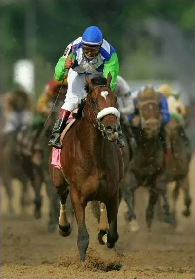 Je suis la race la plus rapide au monde, et ma variation appelée... anglais est la plus rapide. De nombreux chevaux de course célèbres, comme Seabiscut, sont de cette race. Je suis le...