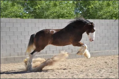 Je viens d'Écosse, et je suis un cheval vif, énergique et intelligent, doté d'un bon tempérament. Malgré ma grande taille de cheval de trait, j'affiche une silhouette raffinée. Je suis un cheval charmant et alerte, je fais preuve d'un caractère équilibré et j'apprécie la compagnie de mes congénères, comme celle des hommes. Je suis principalement bai. Je suis le...