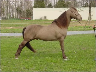 Je viens du sud des États-Unis. Aujourd'hui, je suis surtout élevé pour les concours de modèles et d'allures. On m'utilise aussi comme cheval de selle et d'attelage. Je suis connu pour ma marche à quatre temps unique. Ma hauteur moyenne au garrot est de 1, 52m et 1, 72m. Je suis le...