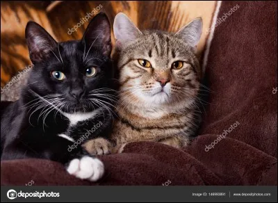 Comment s'appellent ses chats ?