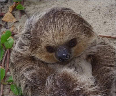 Cet animal, appelé aussi Unau est un paresseux, qu'a-t-il de particulier ?