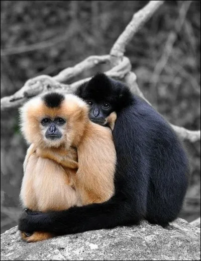 Deux par deux, et les yeux dans les yeux, et la main dans la main, ils s'en vont amoureux... Qui sont ces animaux réputés pour être inséparables et fidèles en amour ?