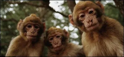 Cet indice correspond à...