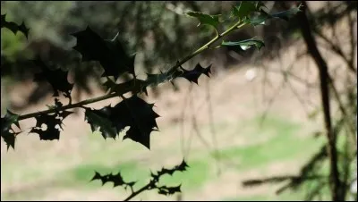 Le houx est considéré comme associé au Nouvel-An, quel autre végétal bénéficie de la même considération ?