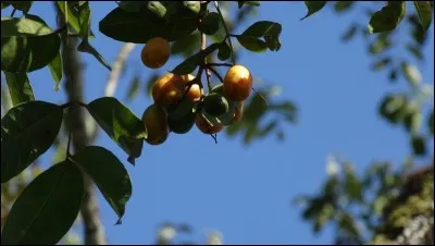 Quelle est la particularité du prunier mombin ?