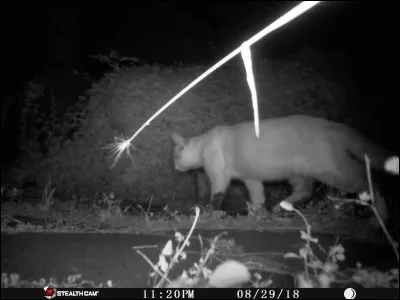 Comment s'appelle cette thérapie qui utilise le chat pour lutter contre le stress de la vie courante ?