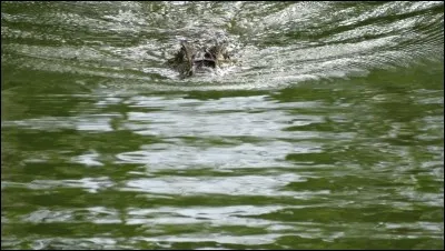 J'ai filmé et photographié ce reptile en Guyane, qui est-il ?