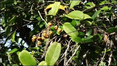 Qui a dit : Quand la loi redevient celle de la jungle, c'est un honneur que d'être déclaré hors-le-loi ?