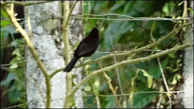 Terminez la citation de Gilbert Choulet : Au plaisir d'admirer un oiseau dans le jardin s'ajoute celui de lui servir un ...