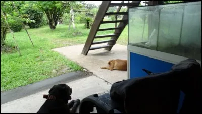 Terminez la comptine : Polichinelle monte à l'echelle - Un peu plus haut - Se casse le ... - Un peu plus bas - Se casse le ... !