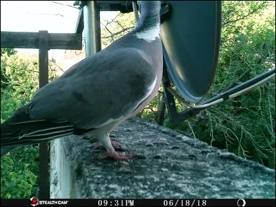Citation de Michel Audiard : Un ... c'est plus con qu'un dauphin, d'accord ... mais ça vole !