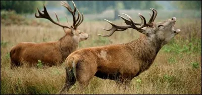 Quelle est la déesse de la chasse ?