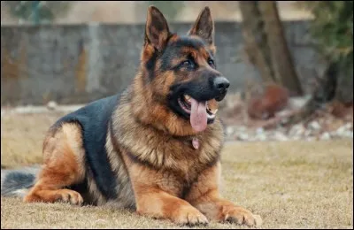 Quel est cet animal ?