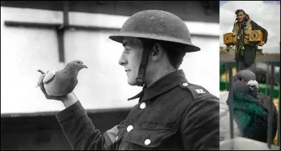 Voici son matricule, NPS.42.31066. Il a été décoré de la plus haute distinction britannique durant la 2e Guerre mondiale. Il a réussi à effectuer par, au moins, deux fois la traversée de la Manche et par ses propres moyens.
Qui est-ce et pourquoi ?
