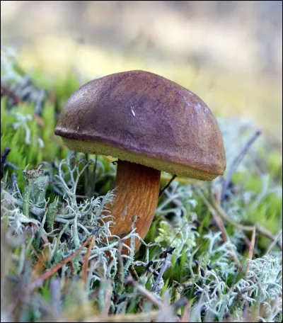 Quel est ce champignon ?