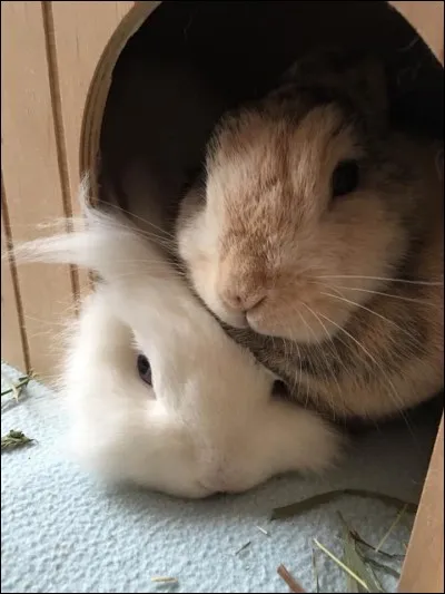 Combien de types de glande utilise le lapin pour marquer son territoire ?