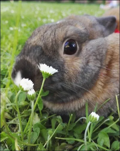 Le lapin est exclusivement :