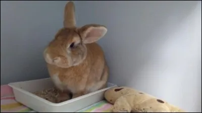 Combien existe-t-il de variétés de couleurs chez le lapin ?