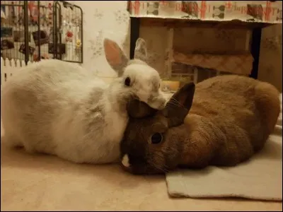 Le lapin est dépourvu de glandes sudoripares :